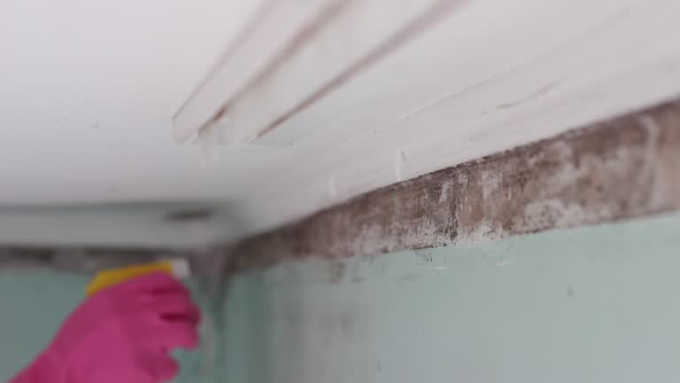 Best Black Mold Removal  in Esperance, WA